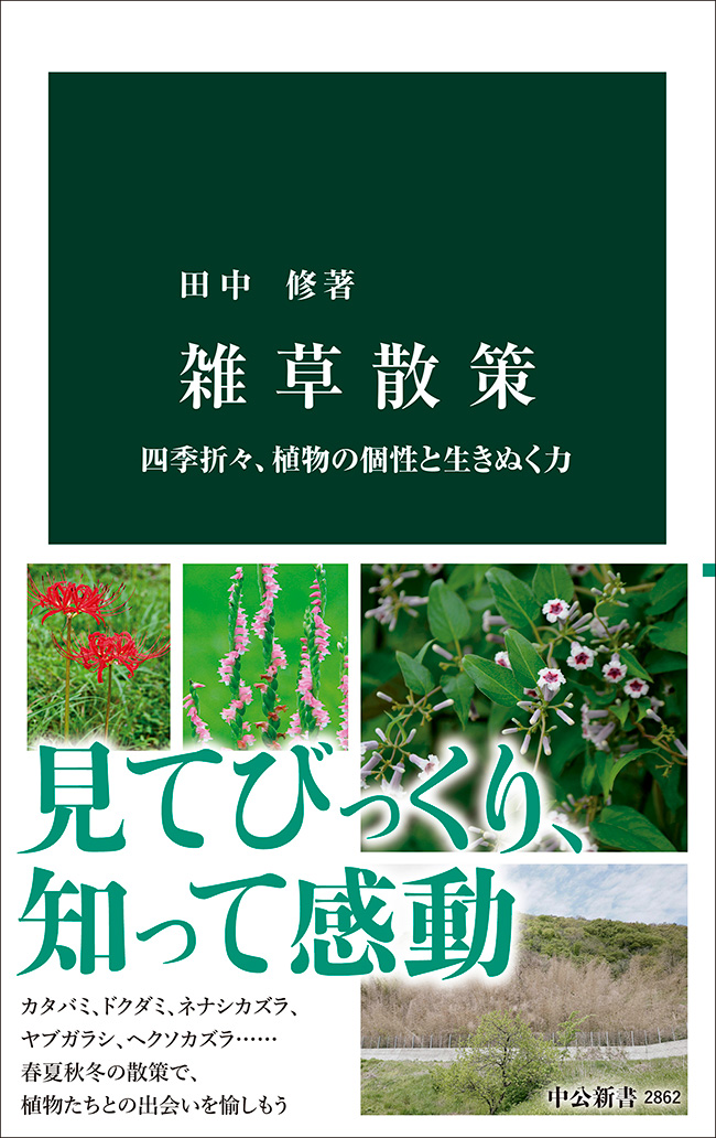 雑草散策