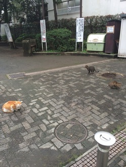 neko.jpg