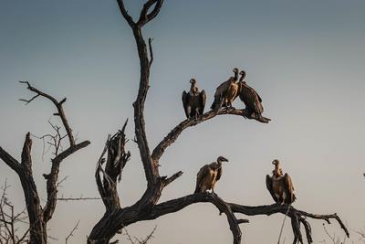 vultures-1081751_1920.jpg