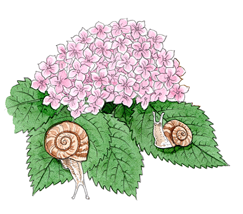 すごい植物最強図鑑 特設ページ 中央公論新社 すごい植物最強図鑑 特設ページ 中央公論新社